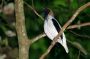 Trinidad2005 - 097 * Bearded Bellbird.